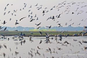 Migratory Birds